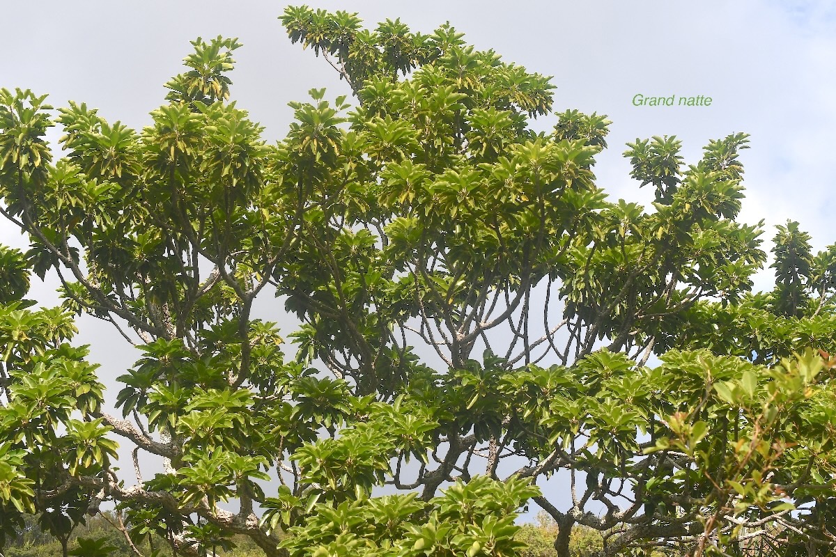 Mimusops balata Grand natte Sapotaceae E ndémique La Réunion, Maurice 2601.jpeg