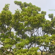 Mimusops balata Grand natte Sapotaceae E ndémique La Réunion, Maurice 2601.jpeg