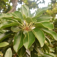 Mimusops balata Grand natte Sapotaceae E ndémique La Réunion, Maurice 2621.jpeg