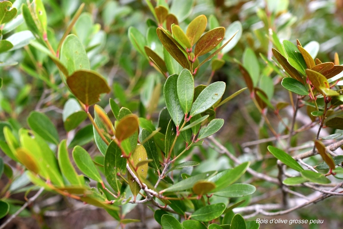 Pleurostylia pachyphloea  Bois d'olive grosse peau Celastraceae Endémique La Réunion 2628.jpeg