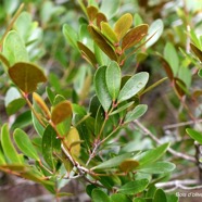 Pleurostylia pachyphloea  Bois d'olive grosse peau Celastraceae Endémique La Réunion 2628.jpeg