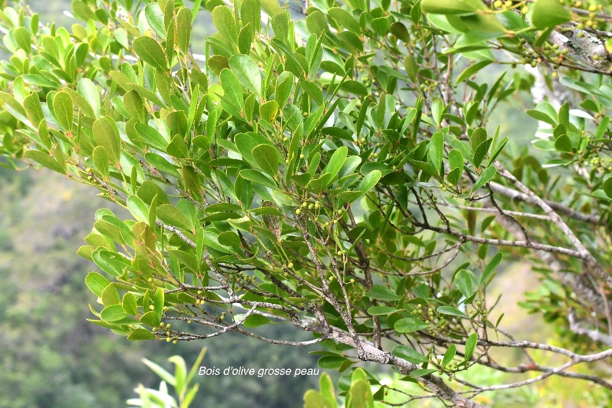 Pleurostylia pachyphloea Bois d'olive grosse pe au Celastraceae Endémique La Réunion 2605.jpeg