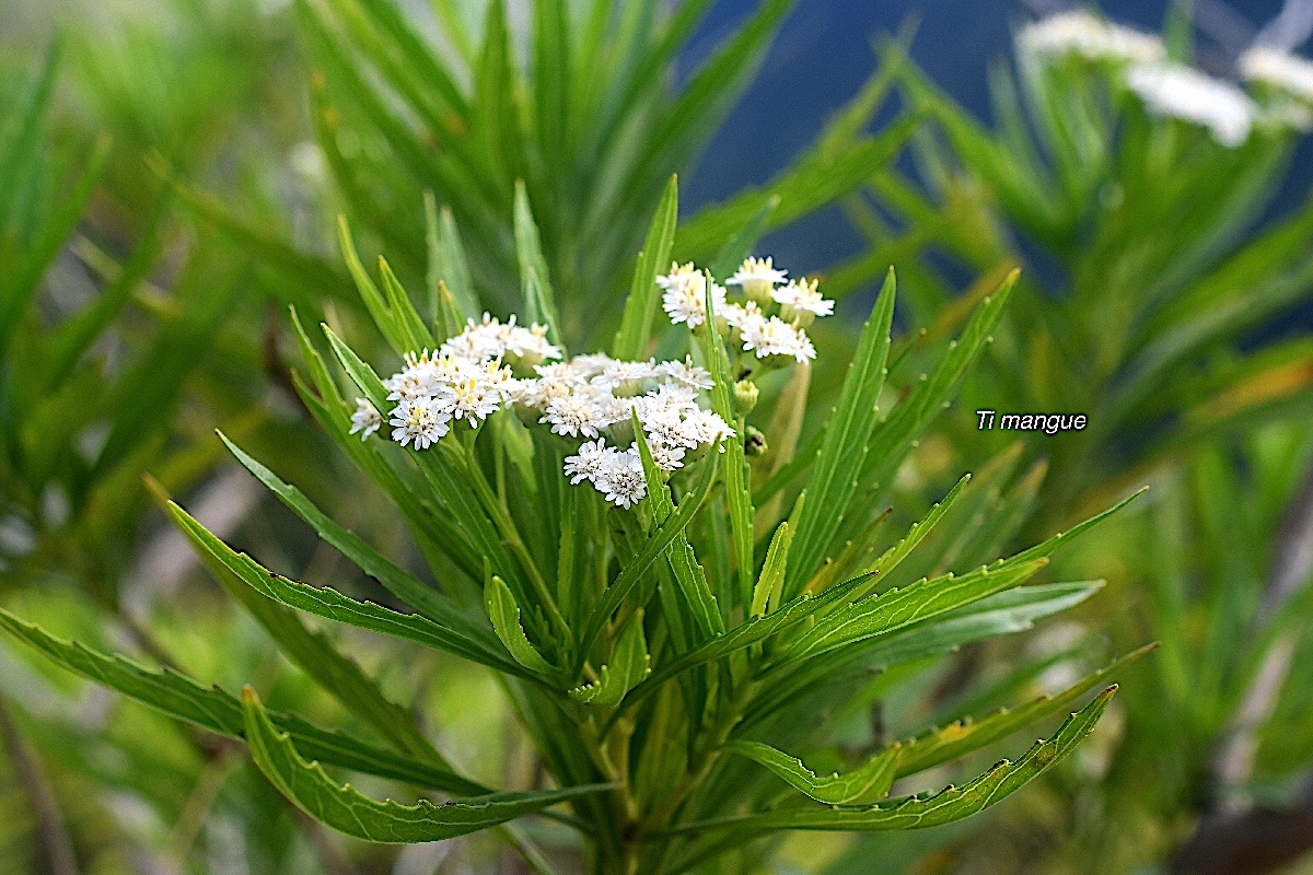 Psiadia dentata Ti mangue Asterace ae Endémique La Réunion 2577.jpeg