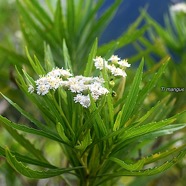 Psiadia dentata Ti mangue Asterace ae Endémique La Réunion 2577.jpeg