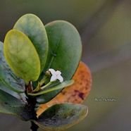 Pyrostria orbicularis Bois mussard Rub iaceae Endémique La Réunion 2594.jpeg