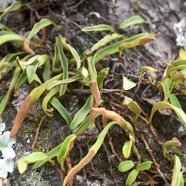 Pyrrosia lanceolata Polypodiacea e Indigène La Réunion 2595.jpeg