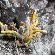 Rhipsalis baccifera La perle Cactac eae Indigène La Réunion 2654.jpeg