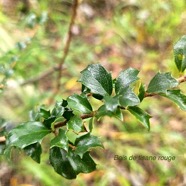 Scolopia heterophylla Bois de tisane rouge  Salicaceae Endémique Mascareignes 59.jpeg