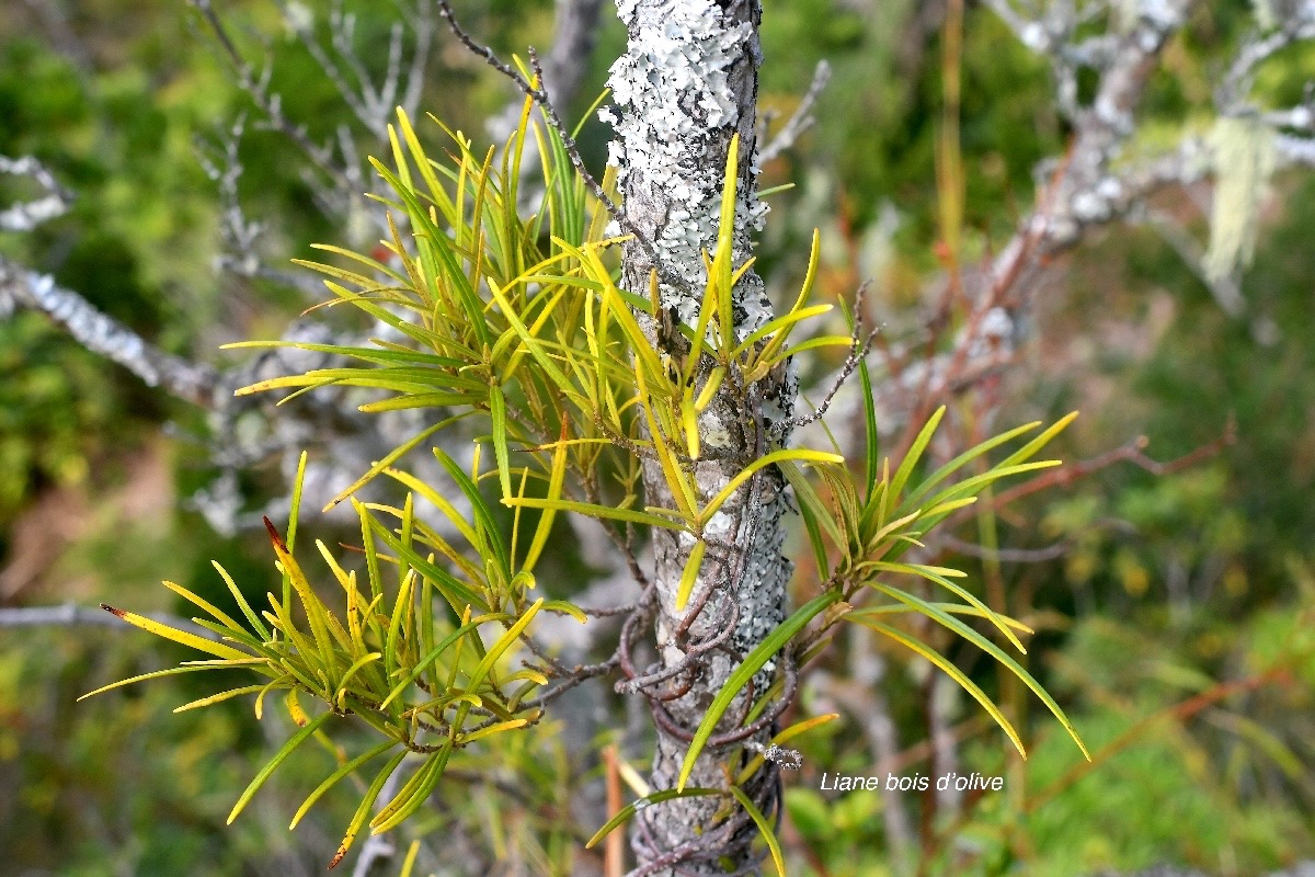 Secamone volubilis Liane bois d'olive Apocyna ceae Endémique La Réunion, Maurice 2579.jpeg