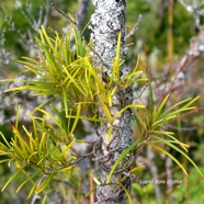 Secamone volubilis Liane bois d'olive Apocyna ceae Endémique La Réunion, Maurice 2579.jpeg