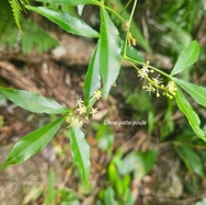 Toddalia asiatica Liane patte poule Rutaceae Indigène La Réunion 55.jpeg