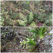 Angraecum_eburneum-Petite_comete-EPIDENDROIDEAE-Indigene_Reunion-20240710_191839.jpg