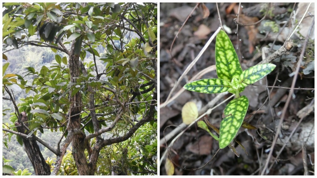 Coptosperma_borbonicum-Bois_de_pintade(adulte_et_plantule)-RUBIACEAE-Endemique_Reunion_Maurice-20240710_191943.jpg