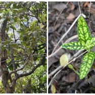 Coptosperma_borbonicum-Bois_de_pintade(adulte_et_plantule)-RUBIACEAE-Endemique_Reunion_Maurice-20240710_191943.jpg