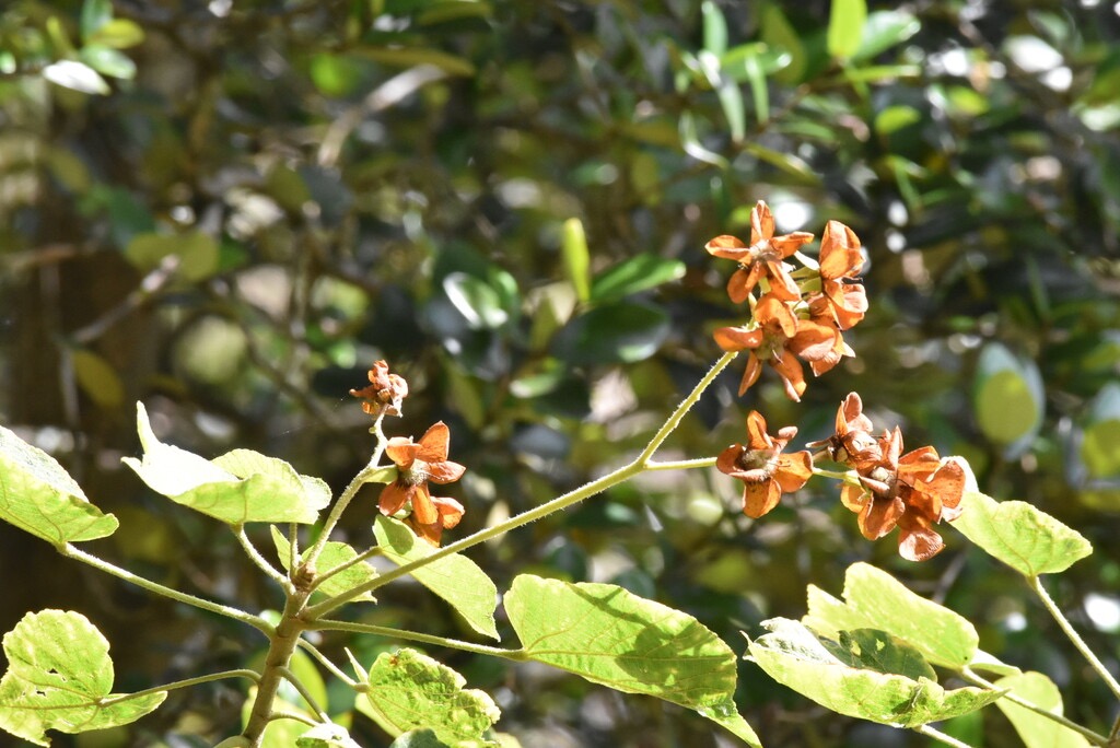 Dombeya_acutangula-Mahot_tantan-MALVACEAE-Endemique_Mascareignes-MB3_7102.jpg