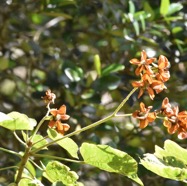 Dombeya_acutangula-Mahot_tantan-MALVACEAE-Endemique_Mascareignes-MB3_7102.jpg