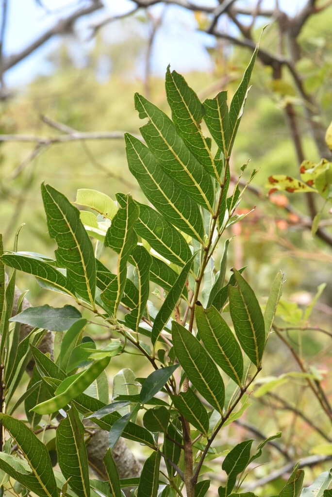 Molinea_alternifolia-Tan_georges-SAPINDACEAE-endemique_Reunion_Maurice-MB3_7075.jpg