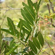 Molinea_alternifolia-Tan_georges-SAPINDACEAE-endemique_Reunion_Maurice-MB3_7075.jpg