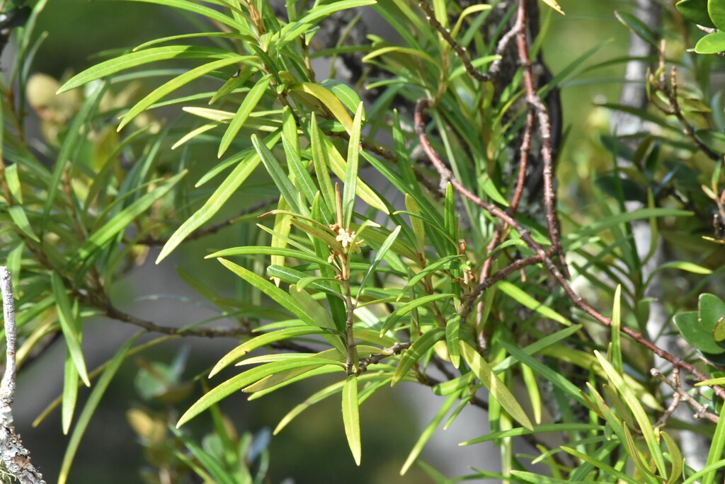 Secamone_volubilis-Liane_Bois_d_olive-APOCYNACEAE-Endemique_Reunion_Maurice-MB3_7068.jpg