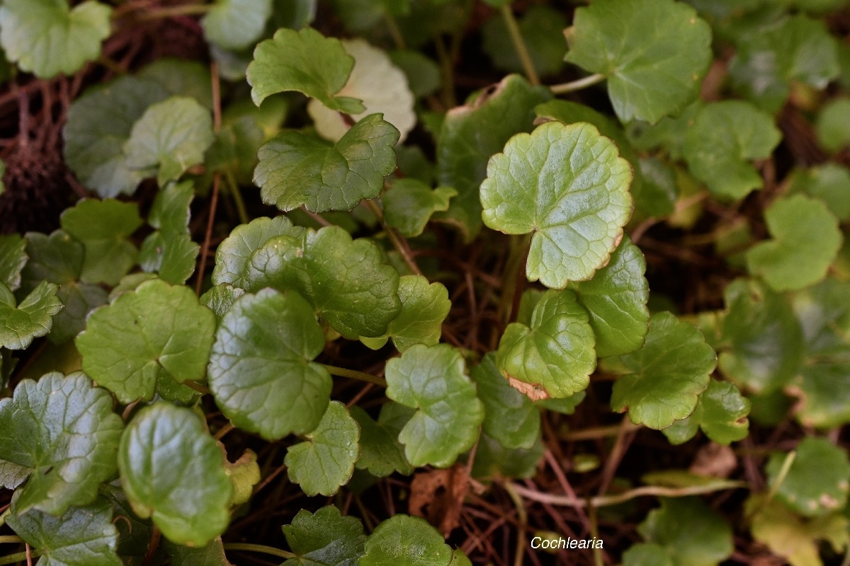 Centella asiatica Cochlearia Apiac eae Indigène La Réunion 8634.jpeg