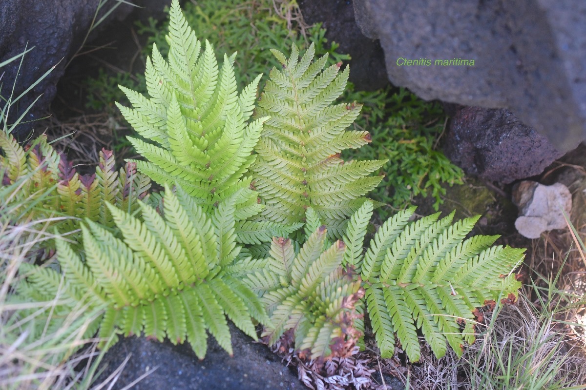 Ctenitis maritima Dryopteridaceae  Endémique La Réunion 8683.jpeg