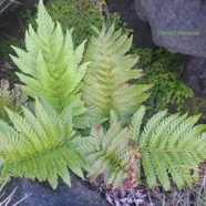 Ctenitis maritima Dryopteridaceae  Endémique La Réunion 8683.jpeg