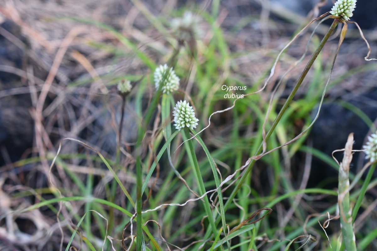 Cyperus dubius Cyperaceae Indigène?8708.jpeg