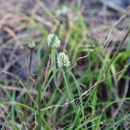 Cyperus dubius Cyperaceae Indigène?8708.jpeg