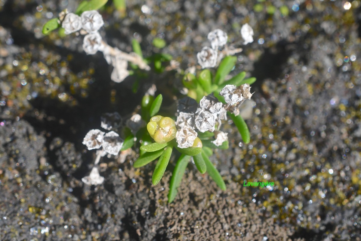 Delosperma napiforme Lavange?re Aizoa ceae Endémique La Réunion 8654.jpeg