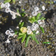 Delosperma napiforme Lavange?re Aizoa ceae Endémique La Réunion 8654.jpeg