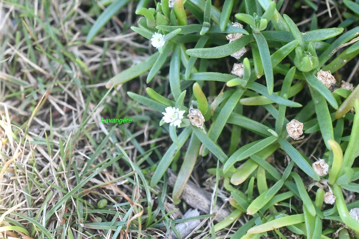 Delosperma napiforme Lavange?re Aizoa ceae Endémique La Réunion 8741.jpeg