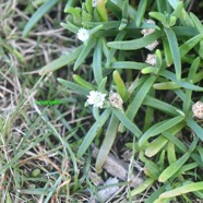 Delosperma napiforme Lavange?re Aizoa ceae Endémique La Réunion 8741.jpeg