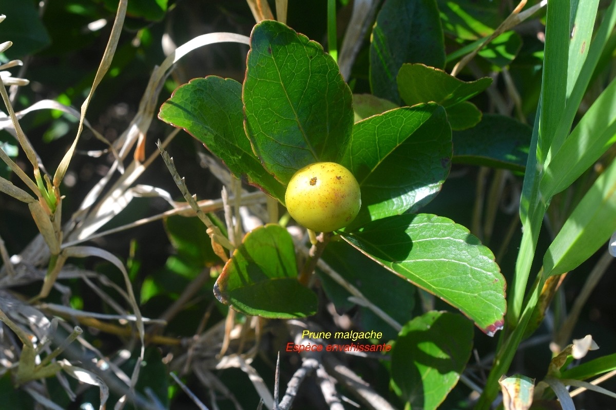 Flacourtia indica Prune malgache Salicaceae EE 8701.jpeg