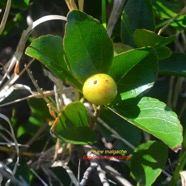 Flacourtia indica Prune malgache Salicaceae EE 8701.jpeg