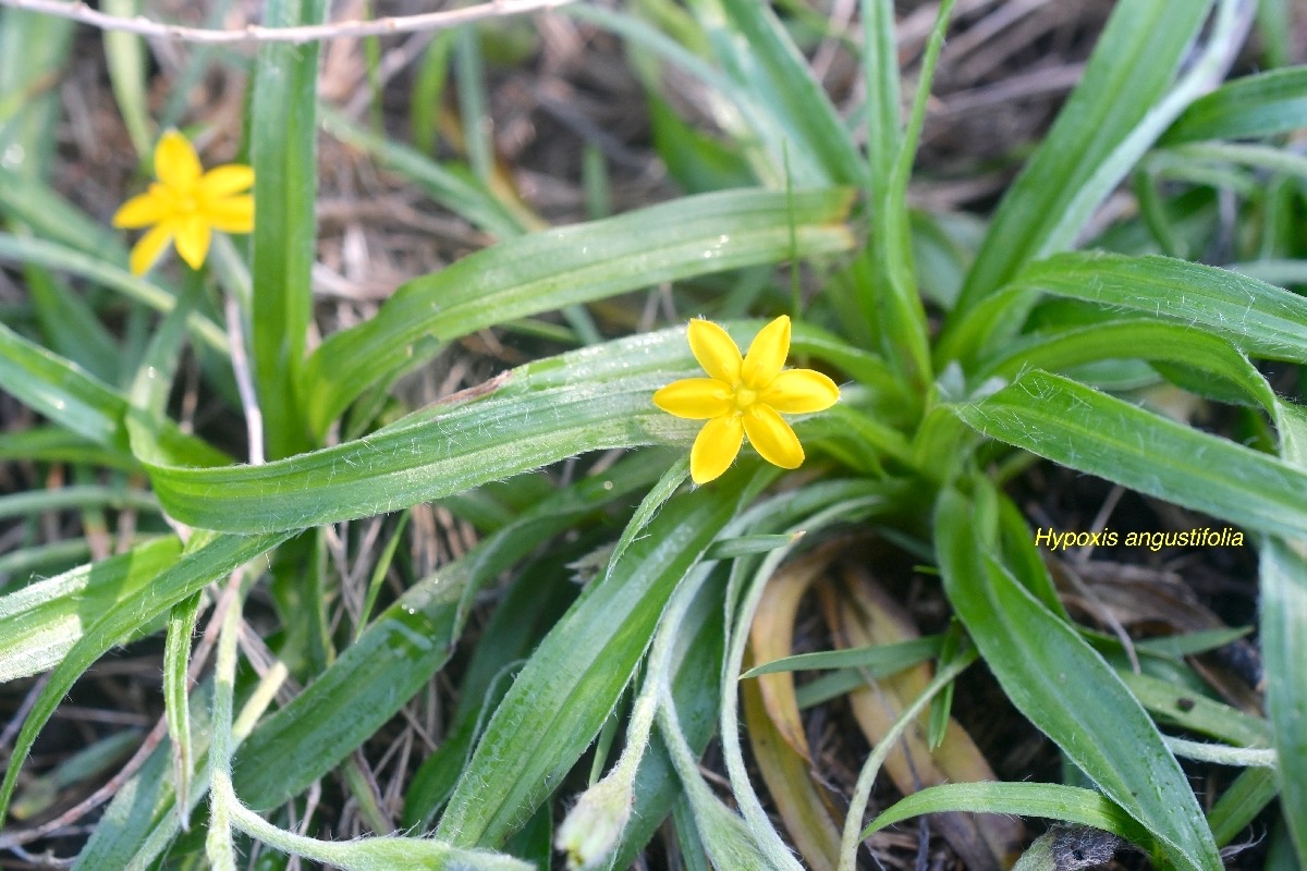 Hypoxis angustifolia Hypoxidaceae   Indigène La Réunion 8694.jpeg