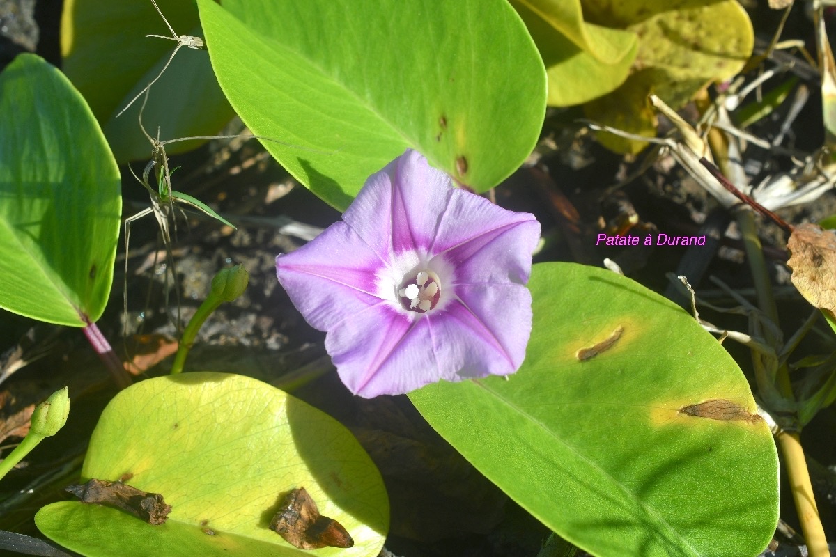 Ipomoea pes-caprae Patate à Durand Convolvulaceae Indigène La Réunion 8681.jpeg