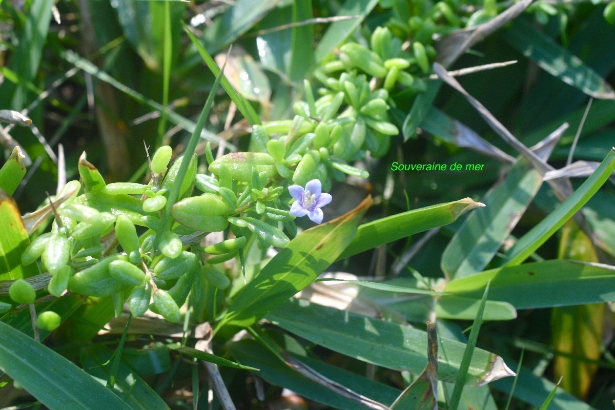 Lycium mascarenense Souveraine de mer So lanaceae Indigène la Réunion 8663.jpeg