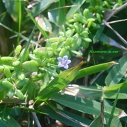 Lycium mascarenense Souveraine de mer So lanaceae Indigène la Réunion 8663.jpeg