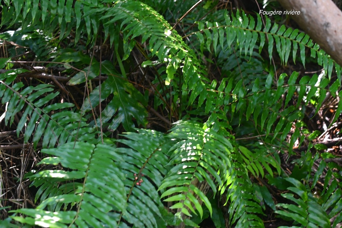 Nephrolepis biserrata  Fougère rivière Dryopteridaceae Indigène La Réunion 8712.jpeg