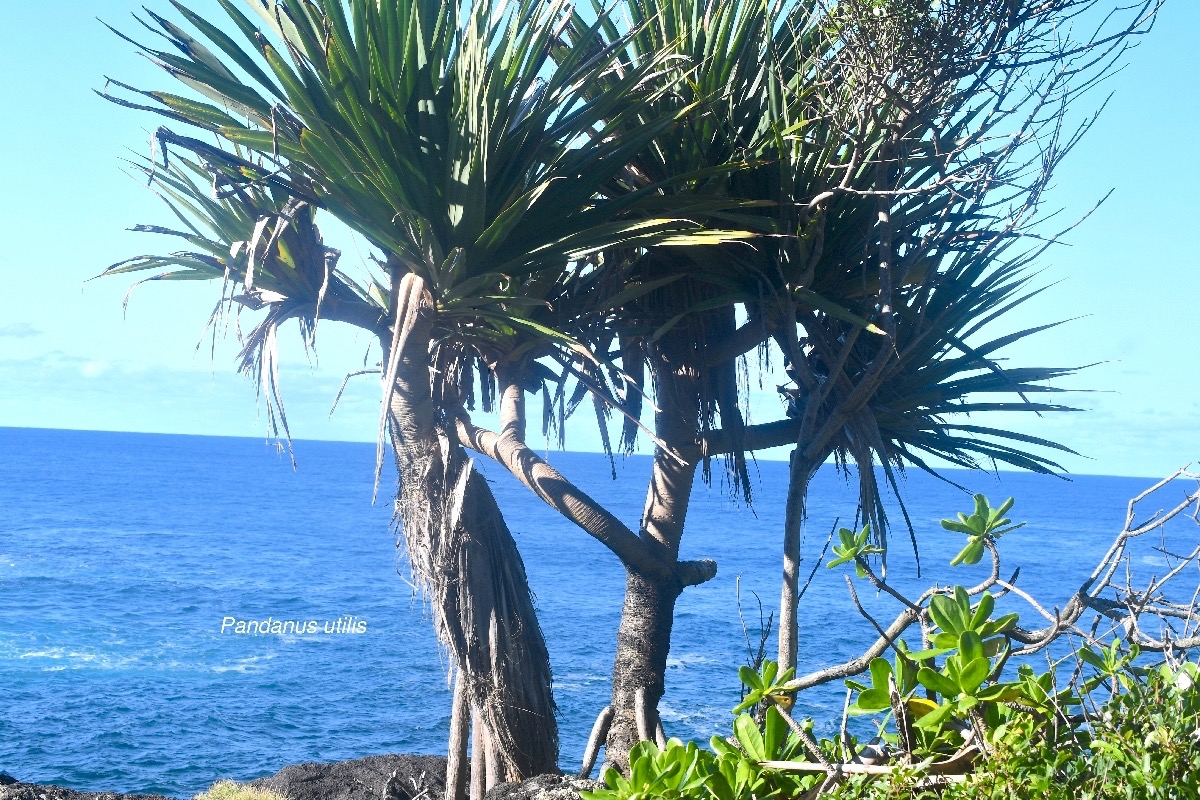 Pandanus utilis Vacoa Pandanaceae 8636.jpeg