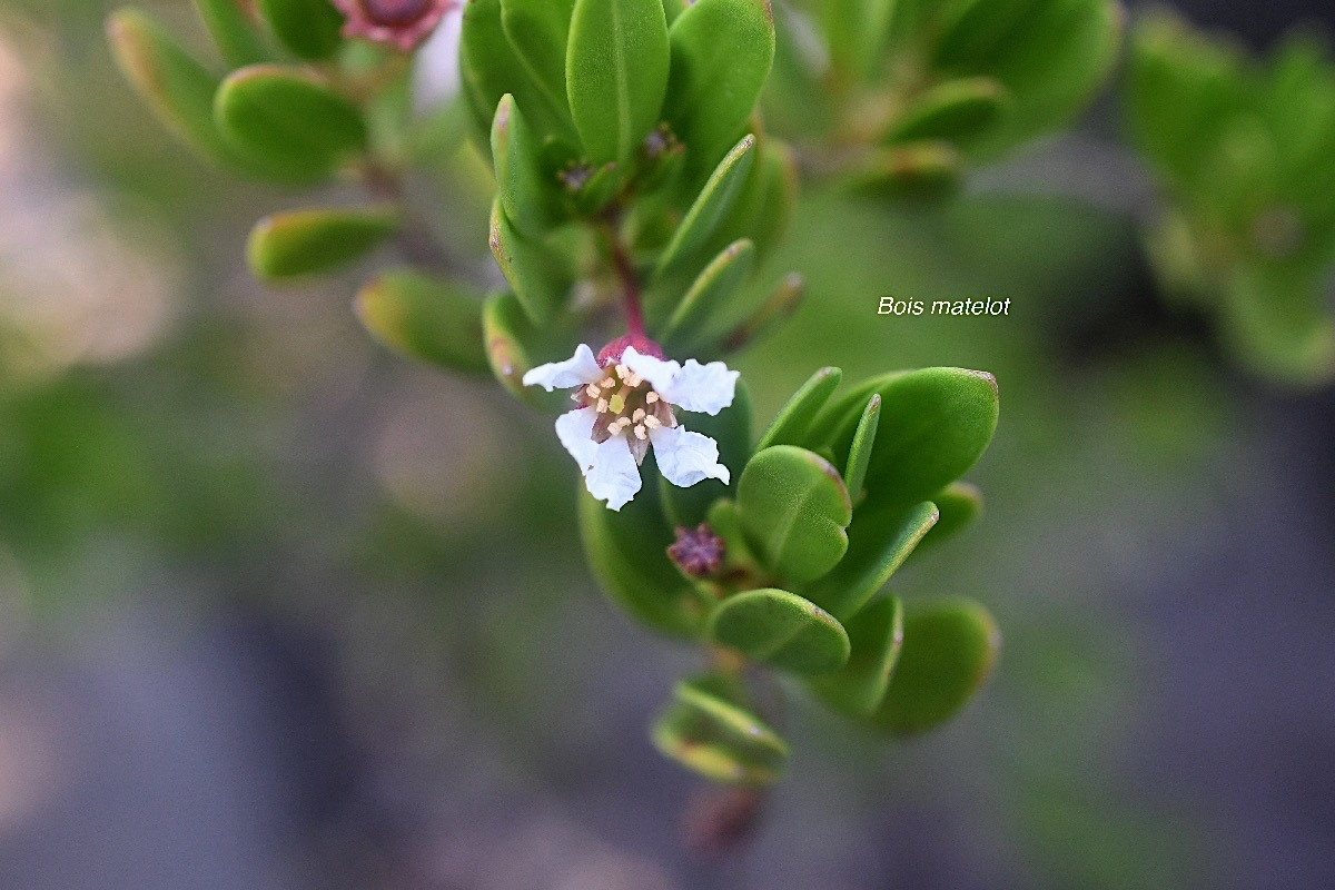 Pemphis acidula Bois matelot Lythra ceae Indigène La Réunion 8618.jpeg