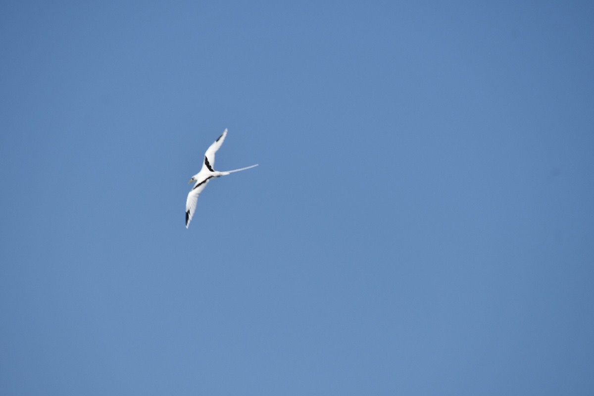 Phaethon lepturus Paille en queue Phaeth ontidae Endémique la Réunion 8730.jpeg