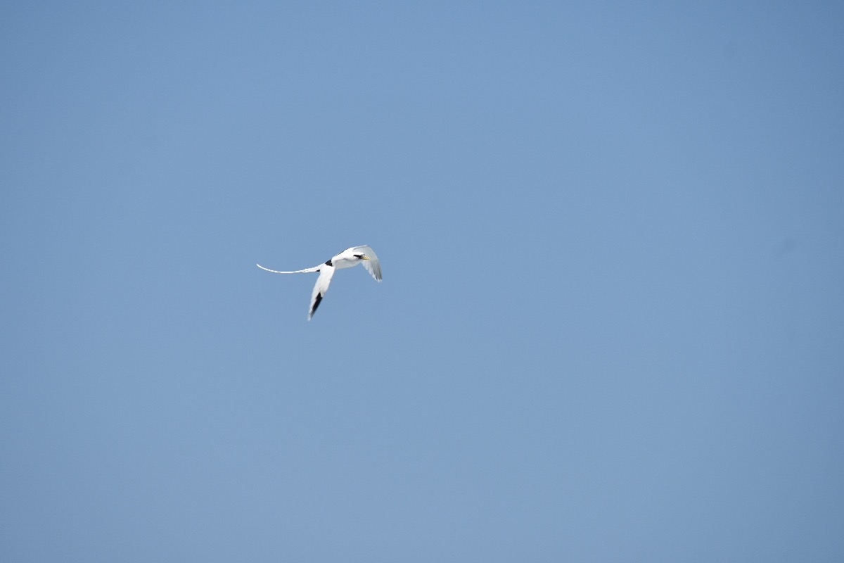 Phaethon lepturus Paille en queue Phaeth ontidae Endémique La Réunion 8733.jpeg