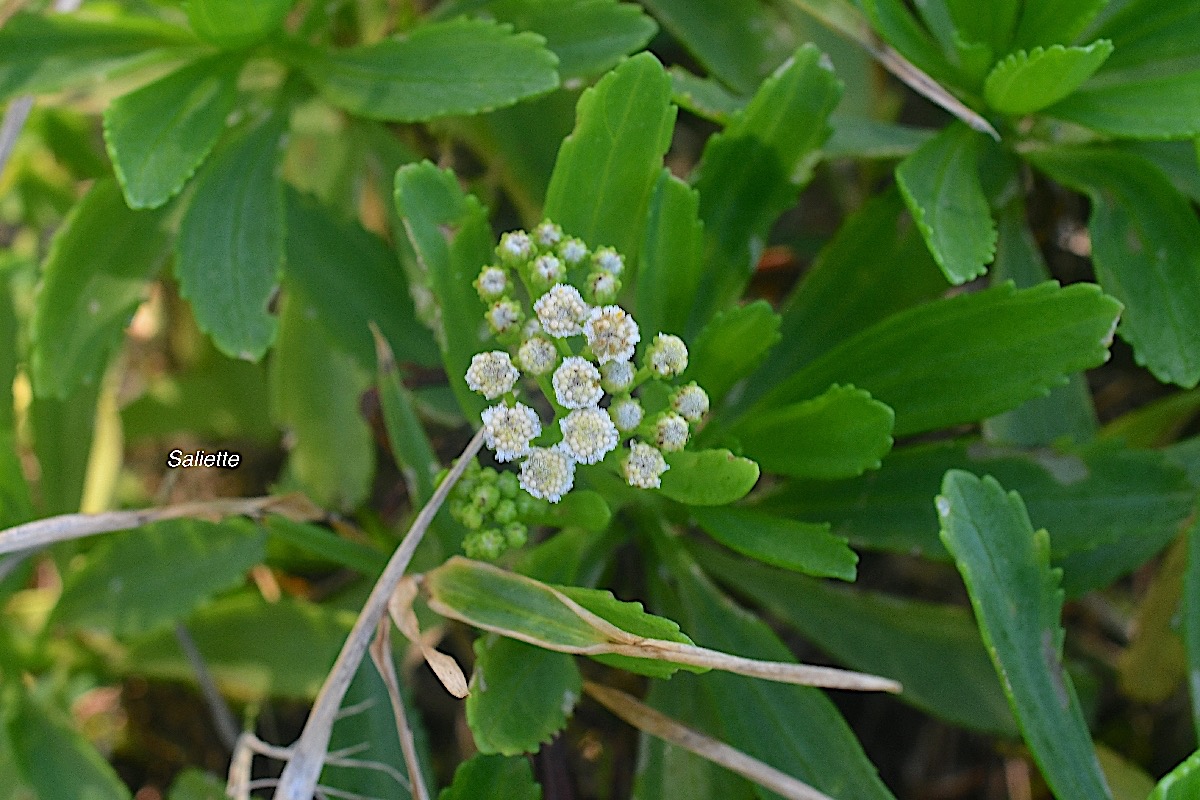 Psiadia retusa Saliette Asteracea e Endémique La Réunion 8705.jpeg