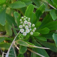 Psiadia retusa Saliette Asteracea e Endémique La Réunion 8705.jpeg