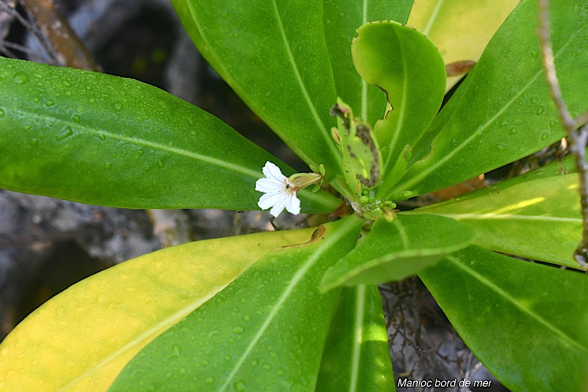 Scaevola taccada Manioc bord de mer Good eniaceae Indigène La Réunion 8637.jpeg