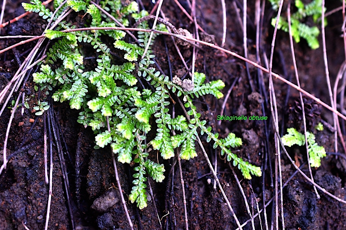 Selaginella obtusa Sélaginelle obtuse Selaginellaceae Endémique La Réunion, Maurice 8722.jpeg