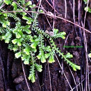 Selaginella obtusa Sélaginelle obtuse Selaginellaceae Endémique La Réunion, Maurice 8722.jpeg