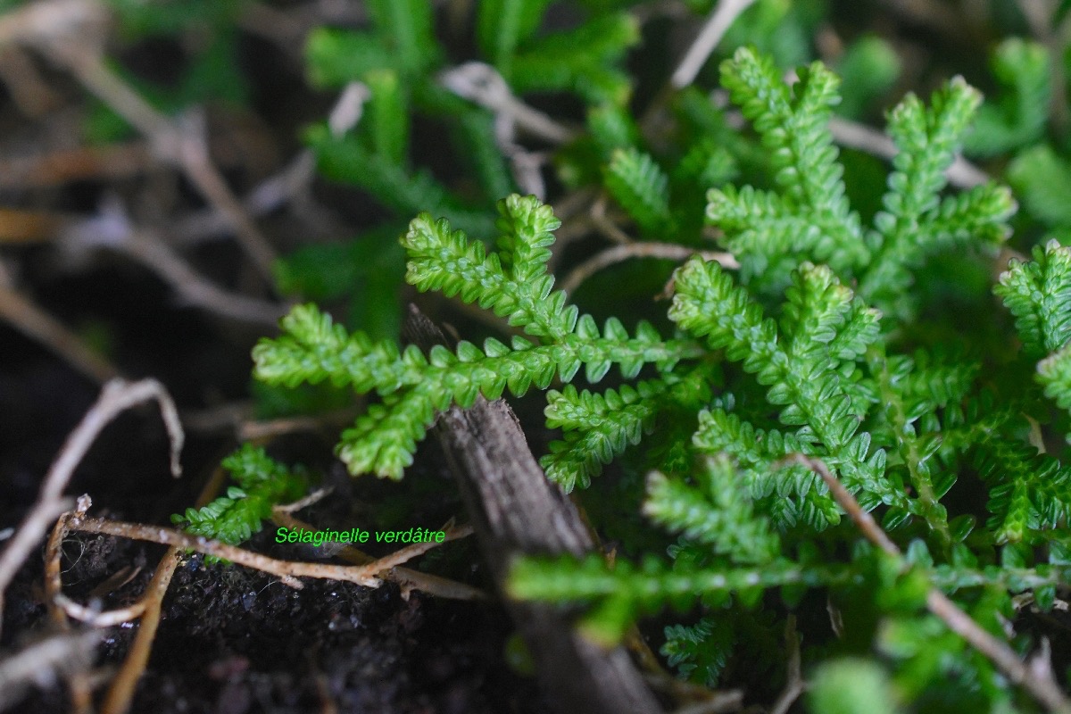 Selaginella viridula Sélaginelle verdâtre Selaginellaceae Endémique La Réunion, Maurice 8672.jpeg