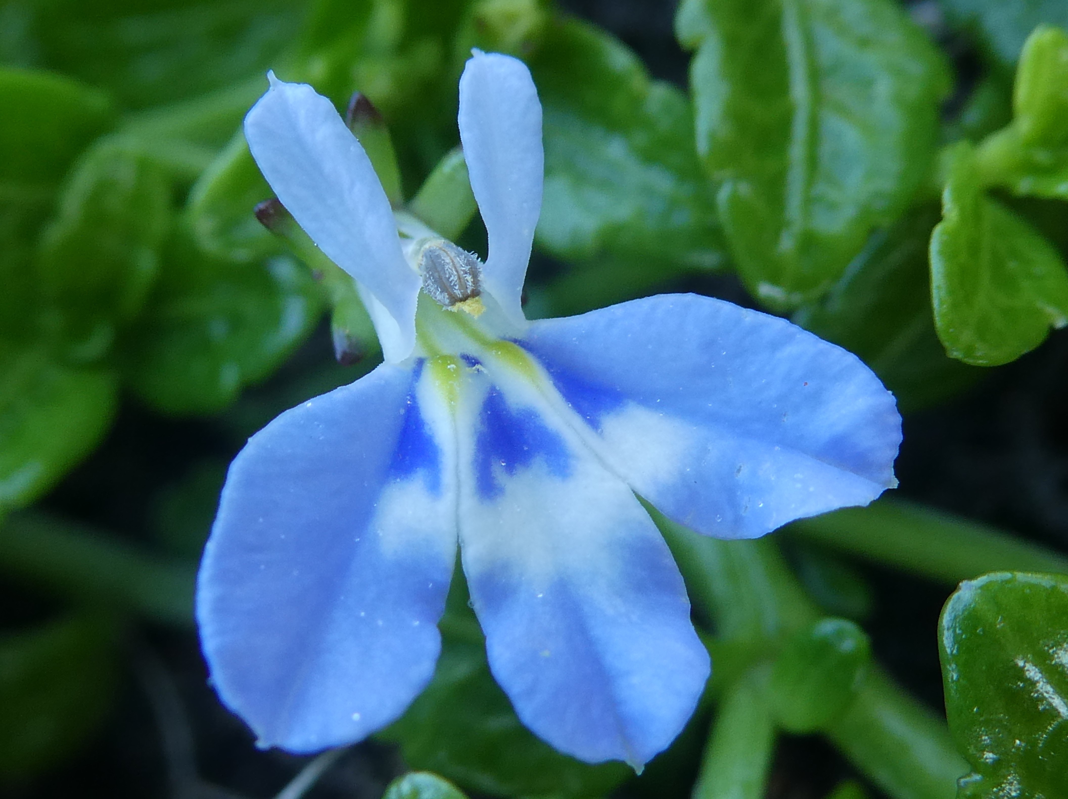 Lobelia serpens (5).JPG